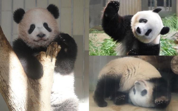 さよならシャンシャン、ありがとう！てへぺろ、壁ドン、でんぐり返し