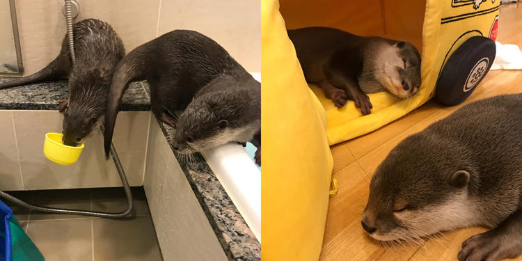 Instagramで大人気!カワウソの「竹ちゃん」&「葵ちゃん」に会ってき