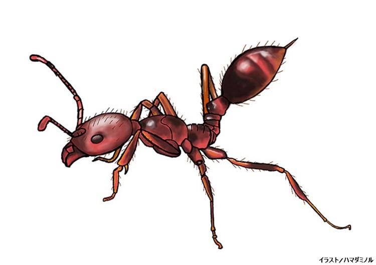 身近に潜む最凶の毒虫 かゆい 腫れる 絶対に刺されてはいけない虫4選 Tverプラス 最新エンタメニュース