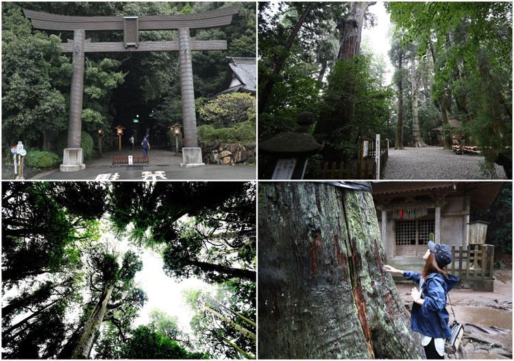 nohakukumamoto_02_20181025_10.jpg