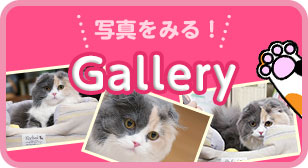 写真をみる