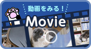 動画をみる