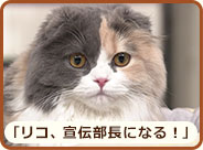 「 リコ、宣伝部長になる！」