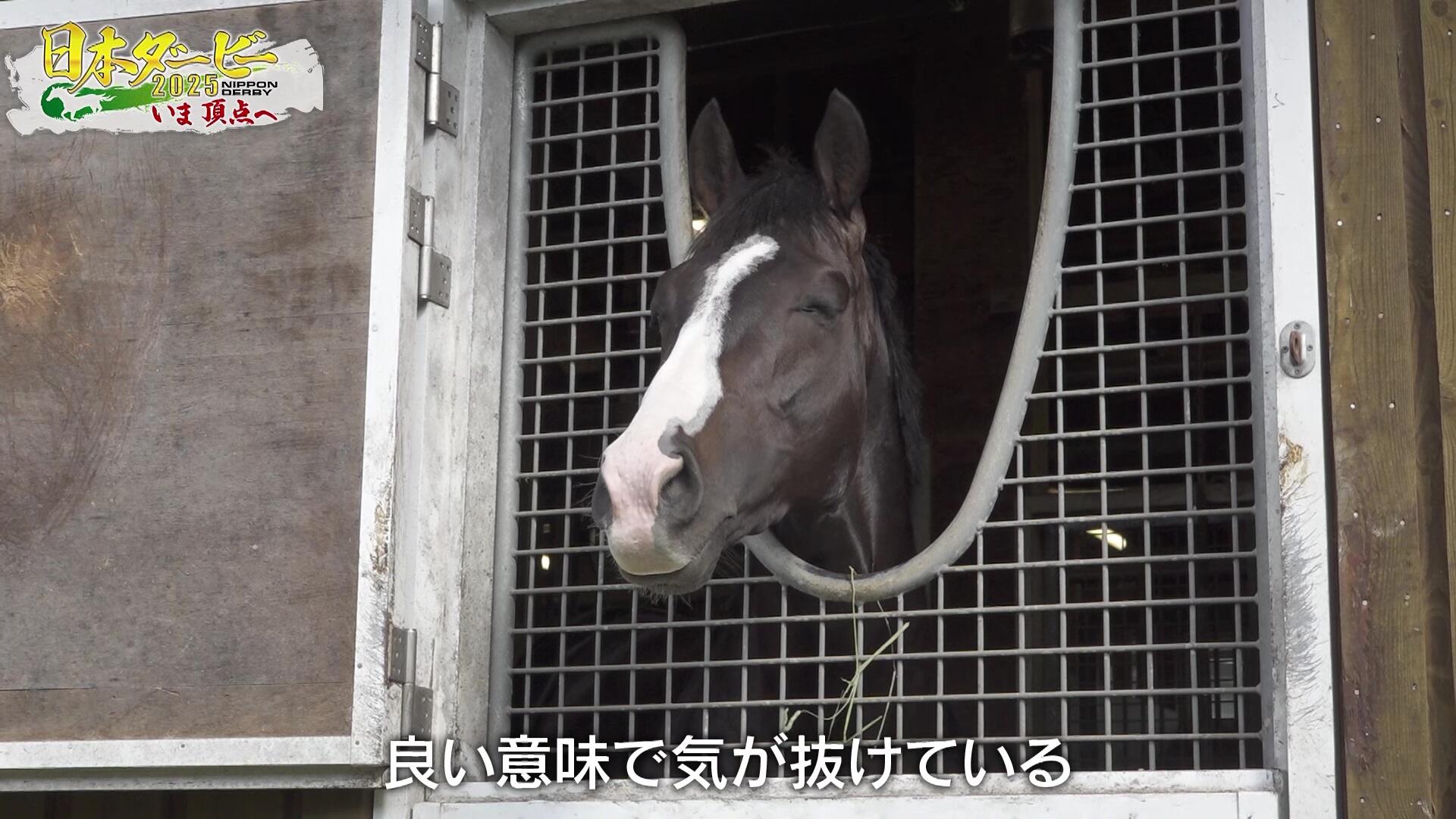 日本ダービー】愛さずにはいられない マスカレードボール＆坂井瑠星