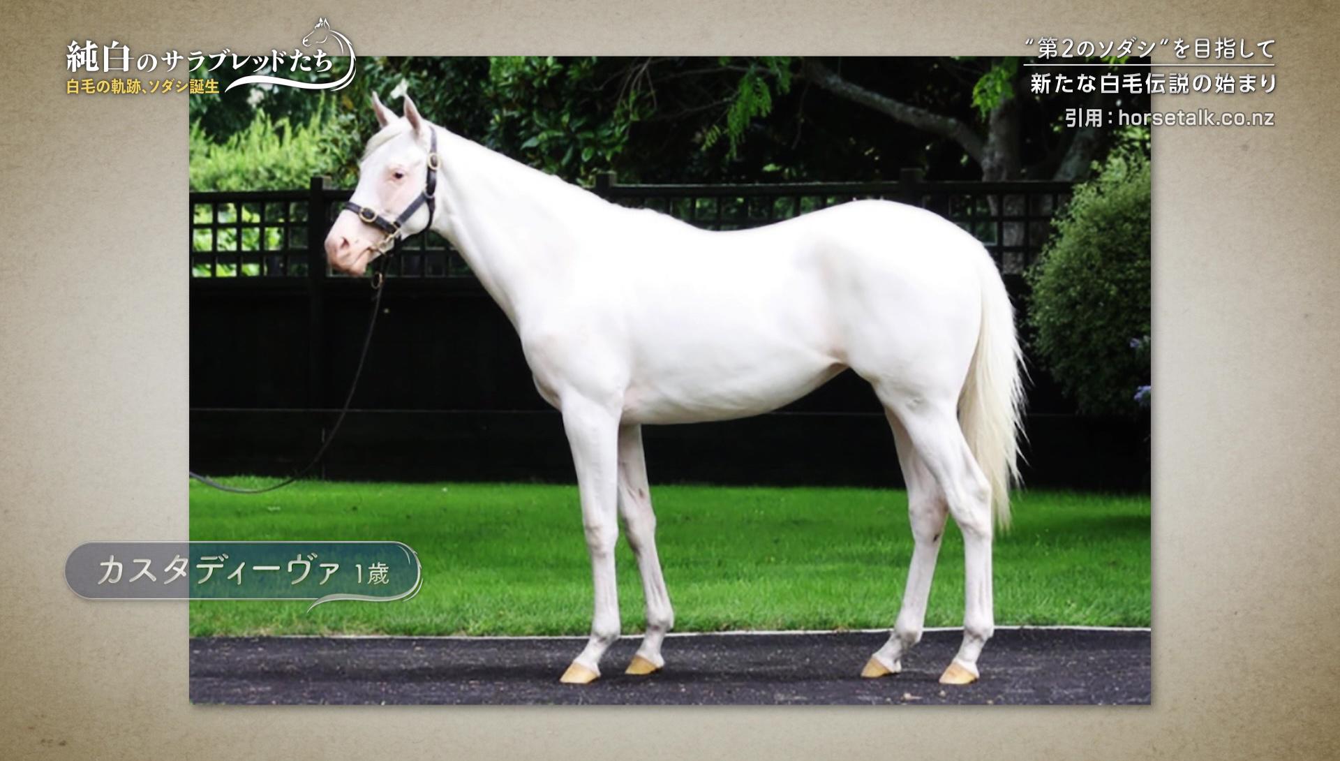 30億分の1の奇跡 ソダシと白毛馬たちの現在 過去 そして未来 テレビ東京スポーツ テレビ東京