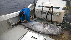 日曜ビッグバラエティ
                「巨大マグロ戦争２０２４夏【北は大間から南は宮古島まで…怪物マグロ爆釣ＳＰ】」