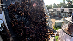 日曜プラチナアワー
                「危険生物バスターズ12　この秋ヤバい猛毒スズメバチVS凄腕達人㊙駆除」