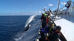 日曜プラチナアワー
                「ニッポンの凄腕漁師２０２５★サンマ＆カツオ＆マグロ　秋に旨い魚の大漁祭」