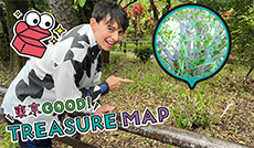 松濤の由来！？渋谷茶復活プロジェクト始動！