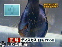 TVチャンピオン