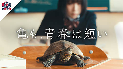 亀も、青春は短い