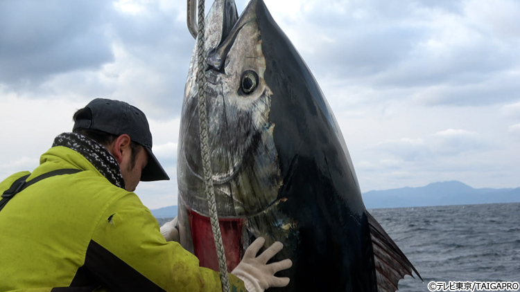 新マグロに賭けた男たち２０２４ 天国か地獄か