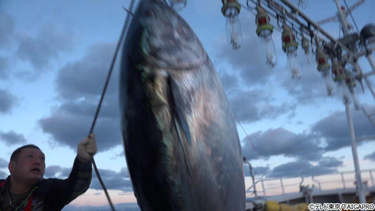 新マグロに賭けた男たち２０２４ 天国か地獄か