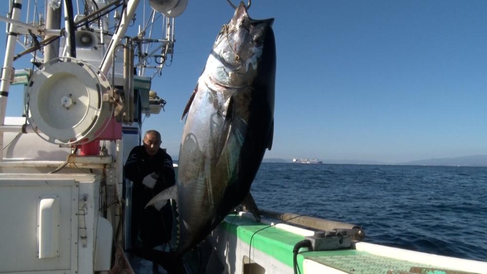 巨大マグロ戦争2022