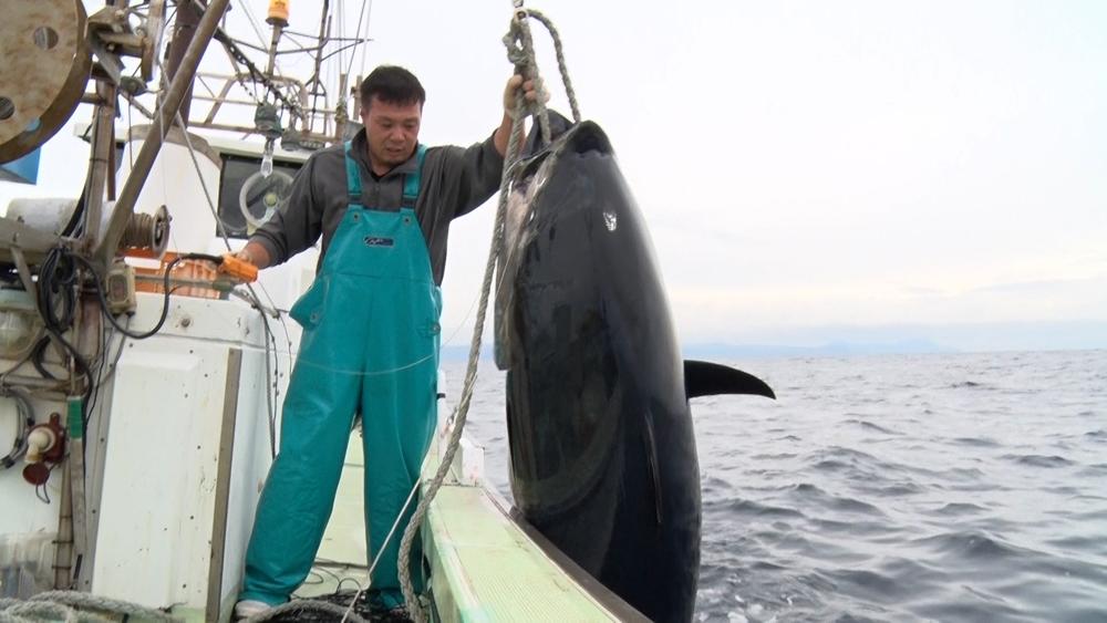 巨大マグロ戦争