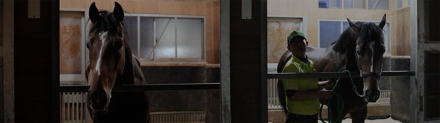日本ダービー