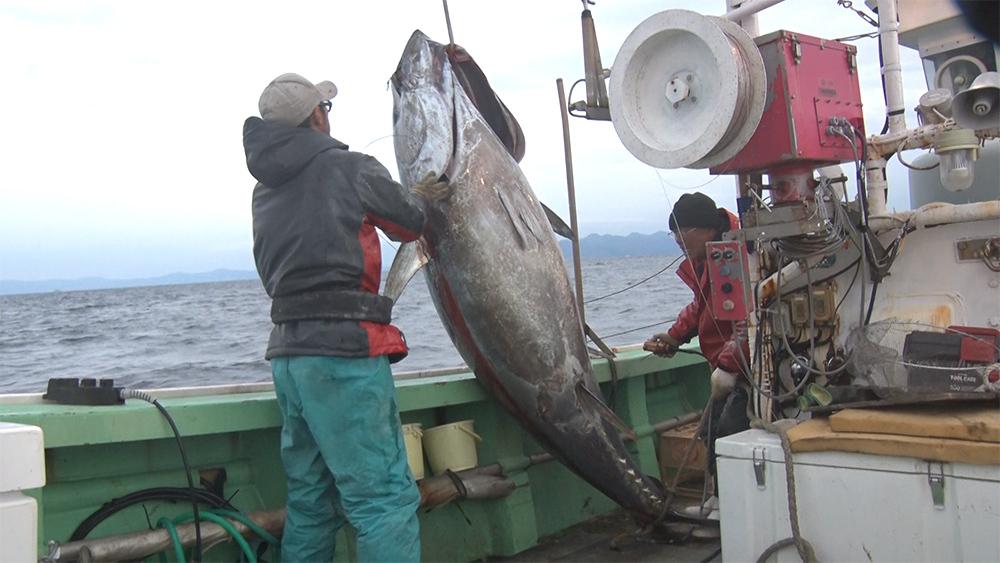 巨大マグロ戦争2026