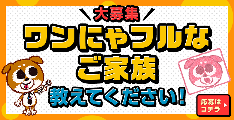 世界を救う！ワンにゃフル物語 ～柴と三毛と亀梨くん～