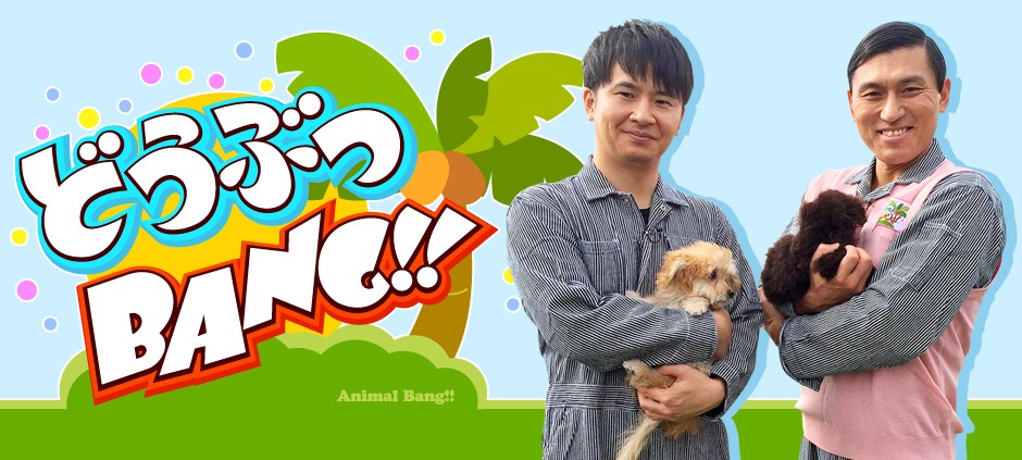 どうぶつＢＡＮＧ！！