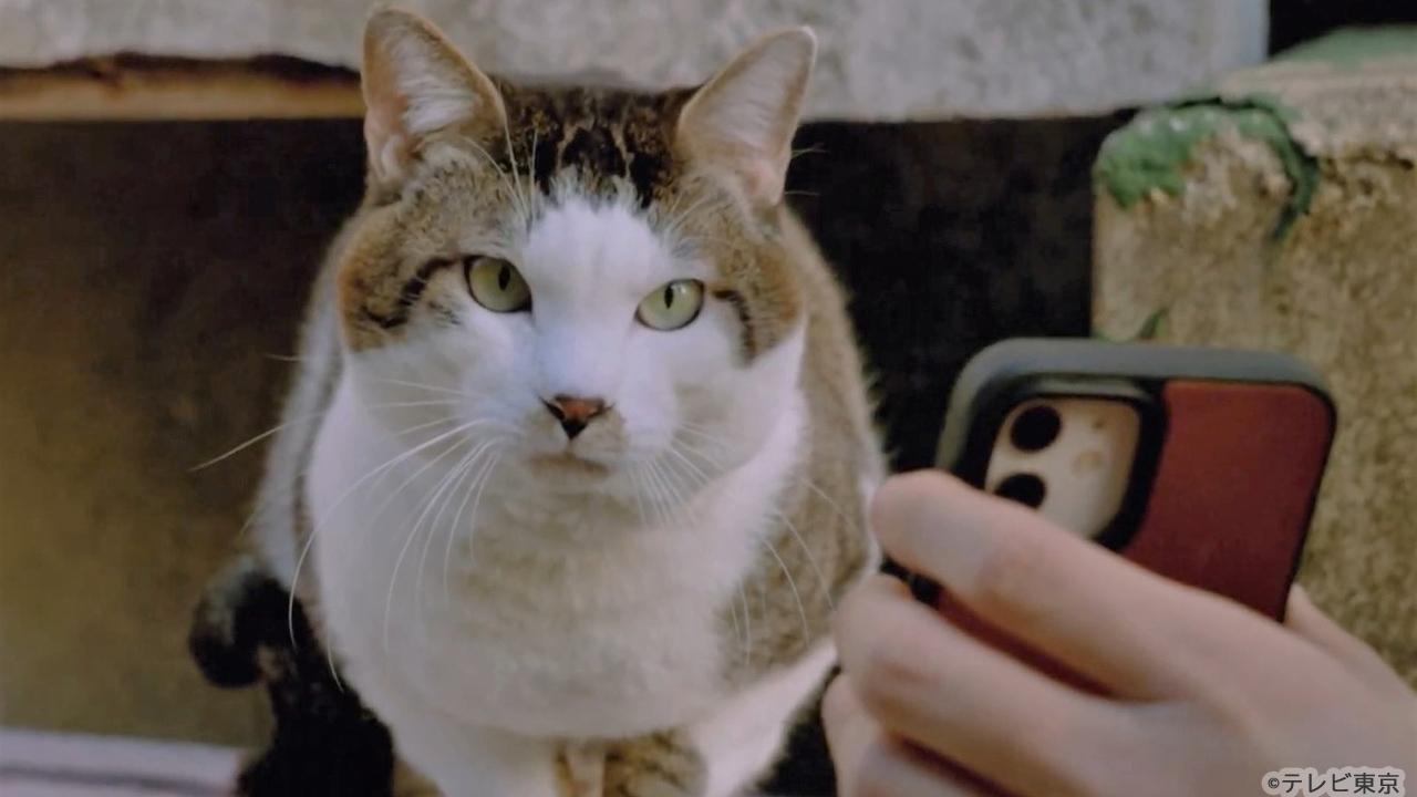 【木ドラ24】旅と僕と猫