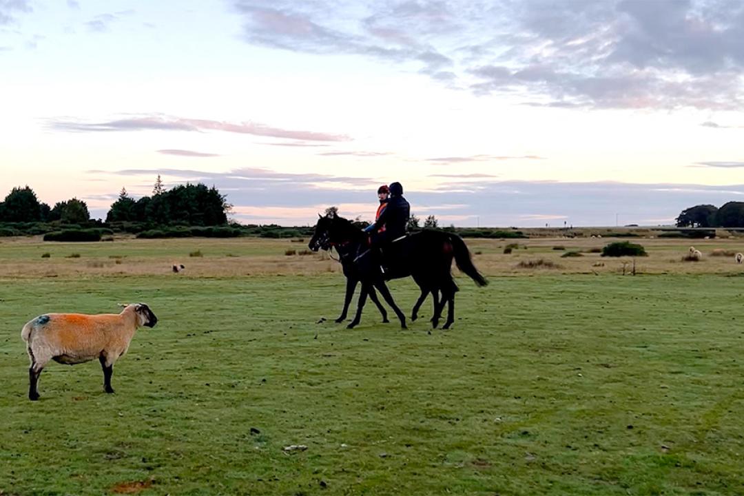 サンデーサイレンスの血を探してヨーロッパへ。向かったのは競馬大国アイルランド