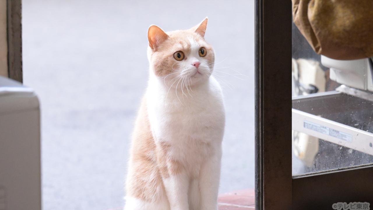 【木ドラ24】旅と僕と猫