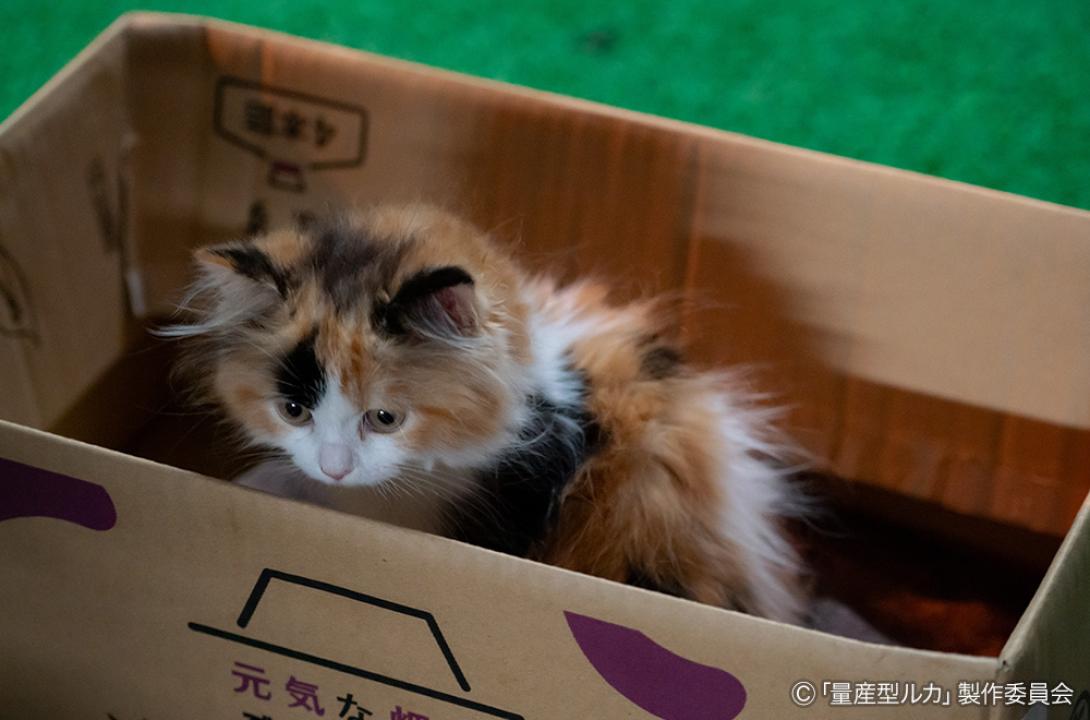 木ドラ24「量産型ルカ -プラモ部員の青き逆襲-」