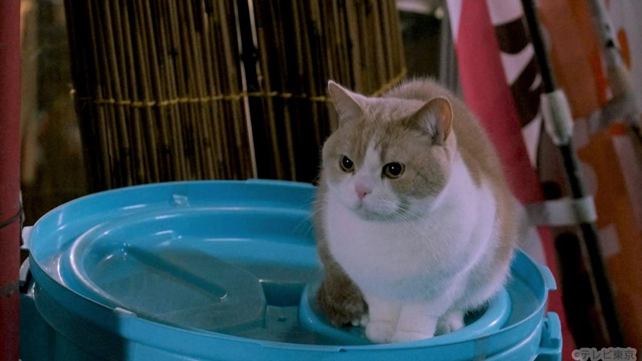 【木ドラ24】旅と僕と猫