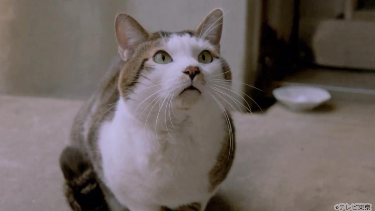【木ドラ24】旅と僕と猫