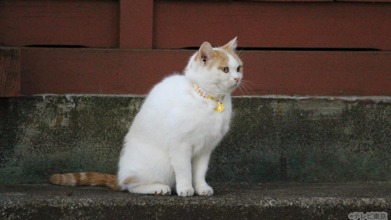【木ドラ24】旅と僕と猫