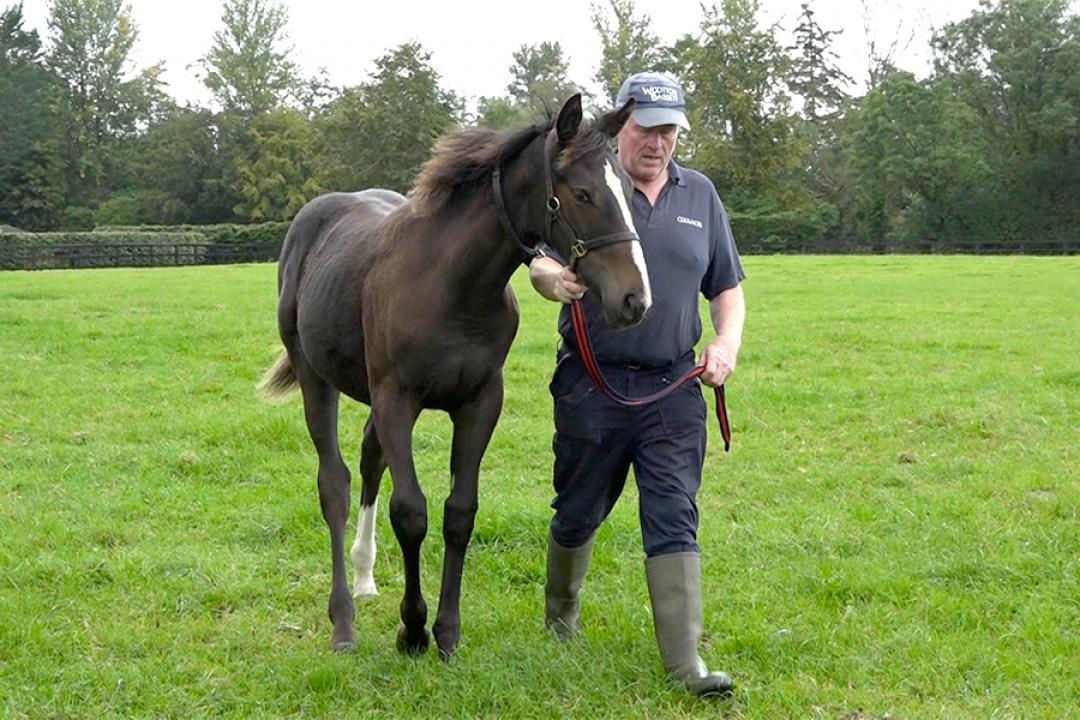日本での映像公開は初めてとなるディアドラの初子を独占撮影（クールモアスタッドにて）