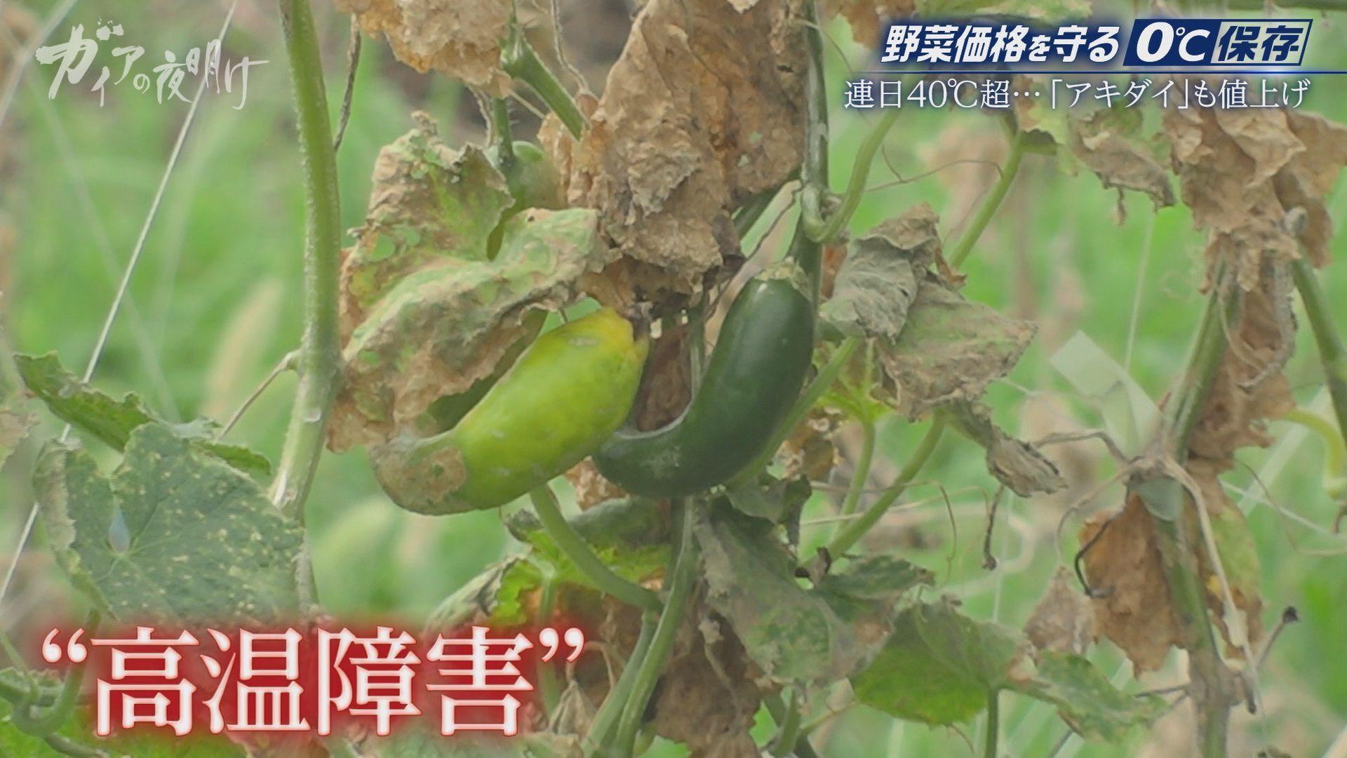 記事画像
