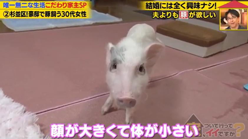 家、ついて行ってイイですか?