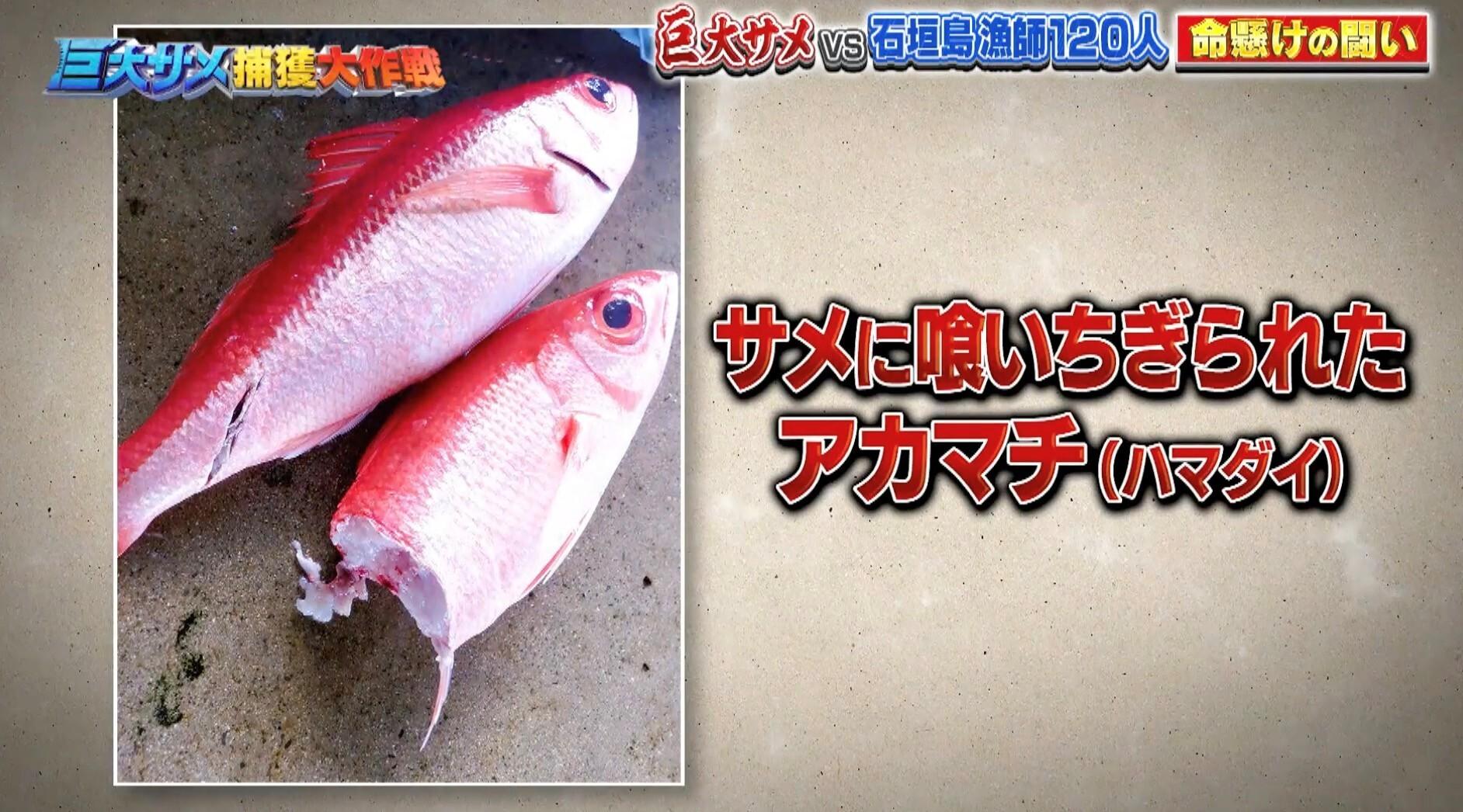記事画像