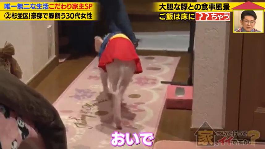 家、ついて行ってイイですか?