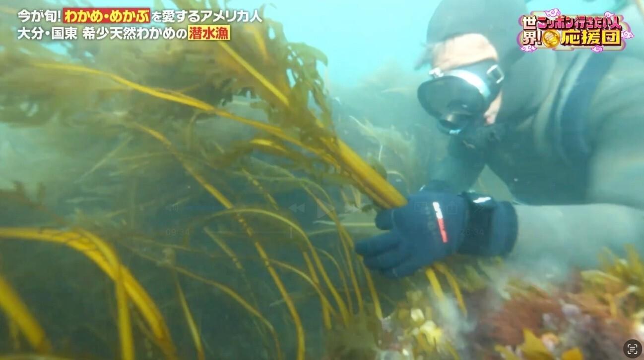 天然わかめの潜水漁に同行!初めての“めかぶ”をしゃぶしゃぶで豪快に!:世界!ニッポン行きたい人応援団