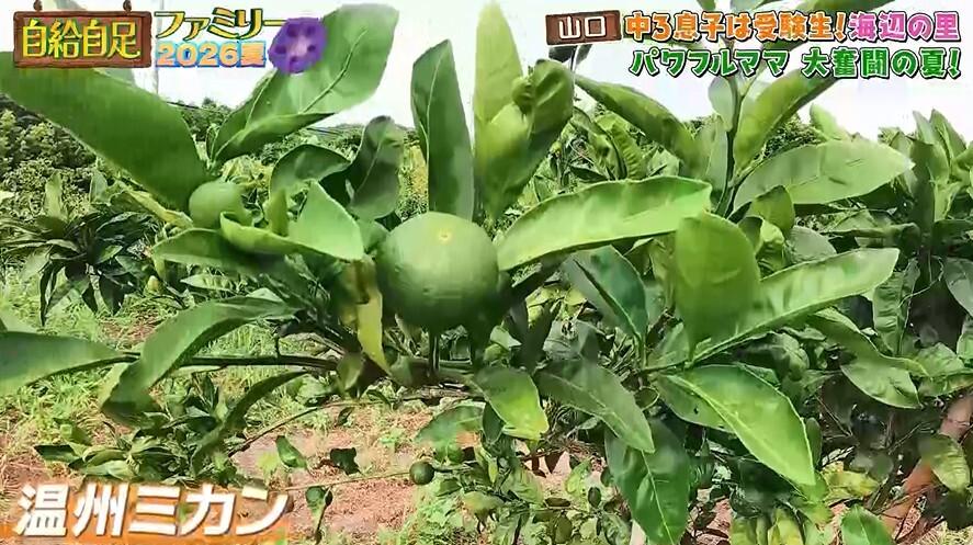記事画像