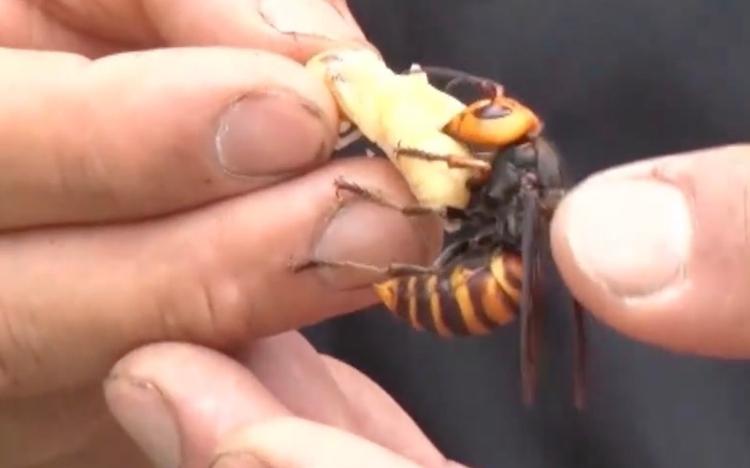 オオスズメバチ＞を素手で捕獲！危険度MAX、命がけで狙う究極の食材