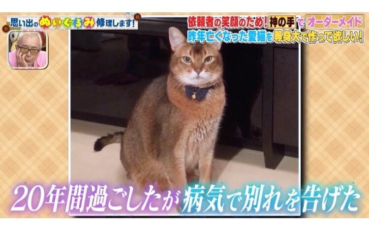亡き愛猫を等身大のぬいぐるみに…奇跡の再現度に依頼者涙：所さんの
