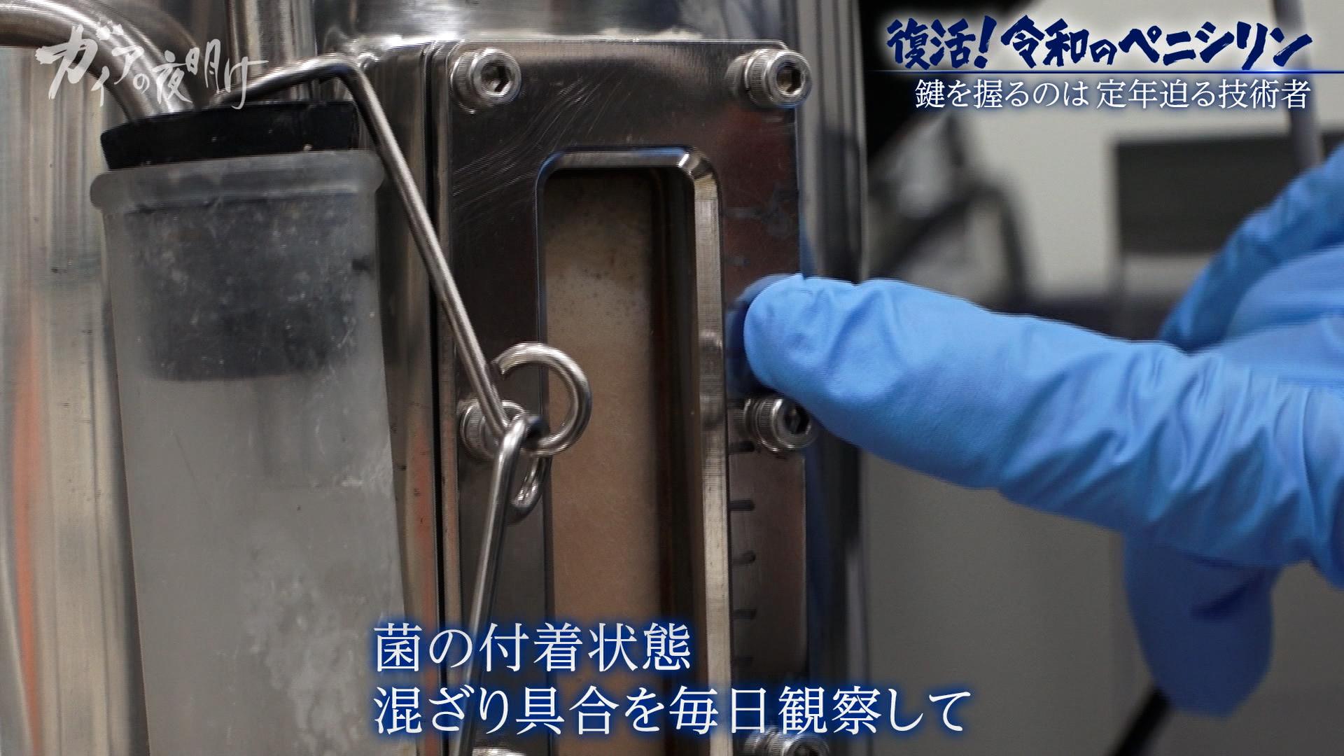 【薬の中国依存から脱却へ】30年ぶりに復活する「国産ペニシリン」製造の舞台裏：ガイアの夜明け