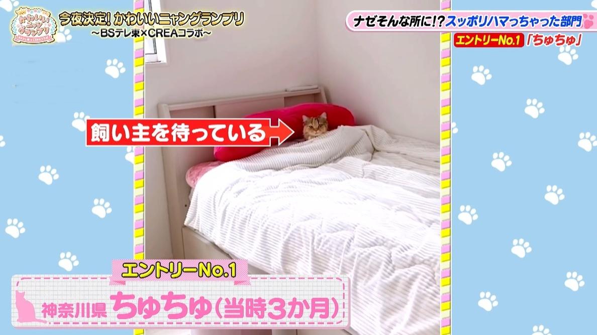 かわいい猫ちゃん集合！鉢にスッポリ、逆さに穴にハマる、お手本のような寝落ち&hellip;貴重な瞬間大放出