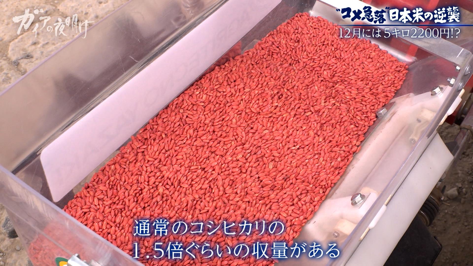 新米が2600円台…【コメ余り】価格急落に振り回される農家の悲鳴:ガイアの夜明け
