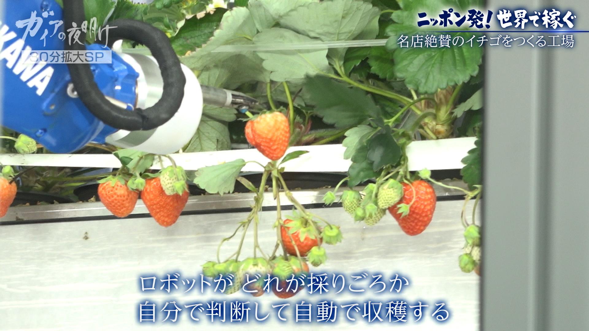 ガイアの夜明け