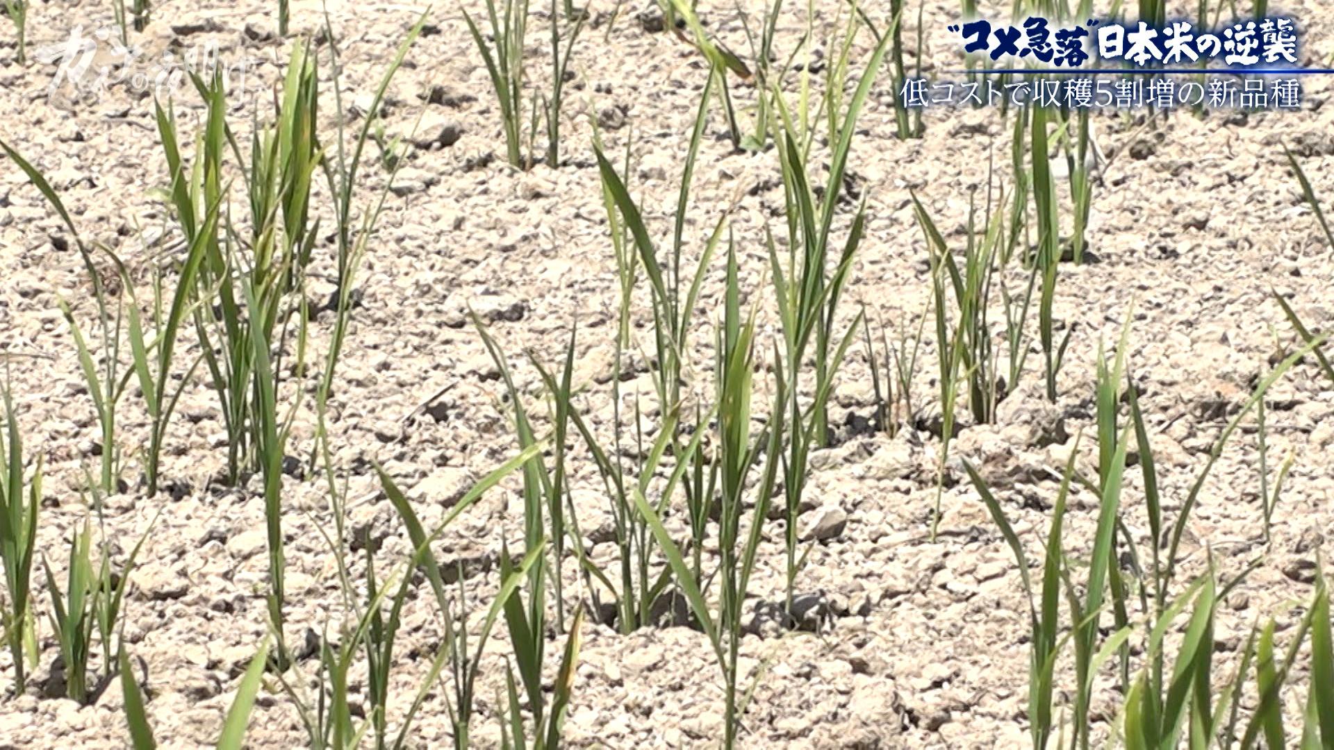 新米が2600円台…【コメ余り】価格急落に振り回される農家の悲鳴:ガイアの夜明け