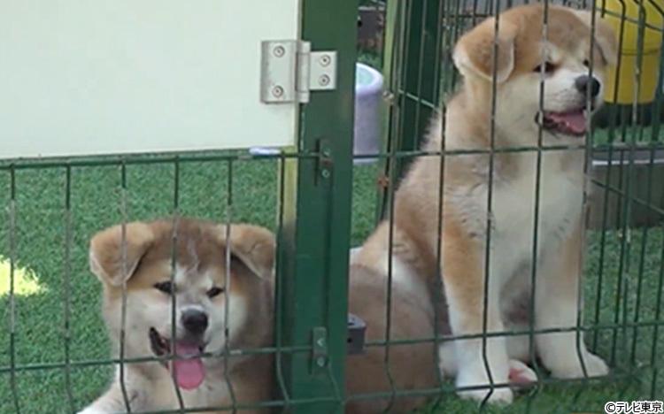 10匹以上の秋田犬と暮らす飼い主の家は…巨大プール&ドッグラン付き!「サムライ犬ハウス」を完全公開