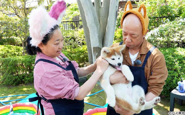群馬動物旅】天然記念物・秋田犬の赤ちゃんをシャンプー！激かわ