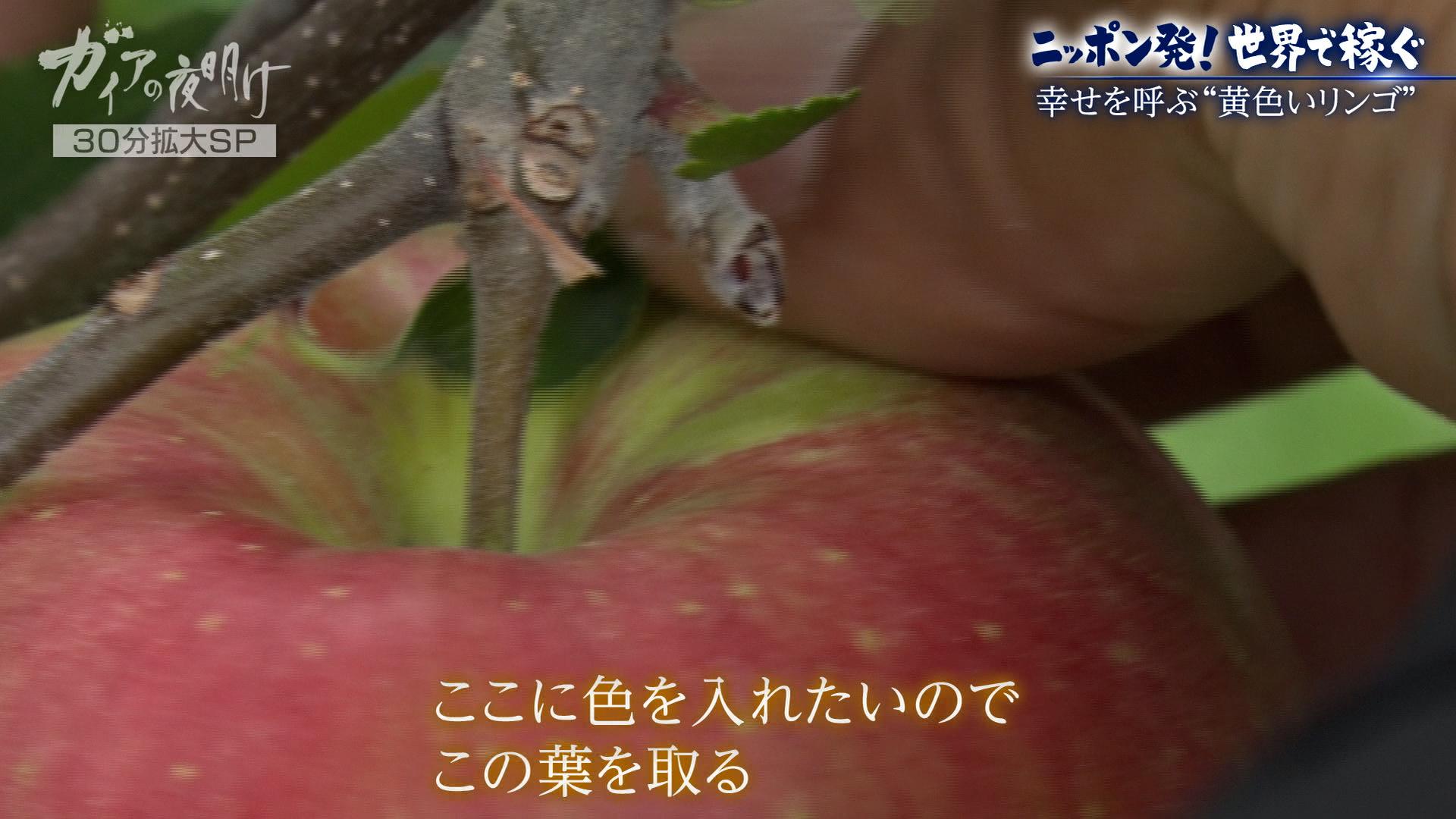 ガイアの夜明け
