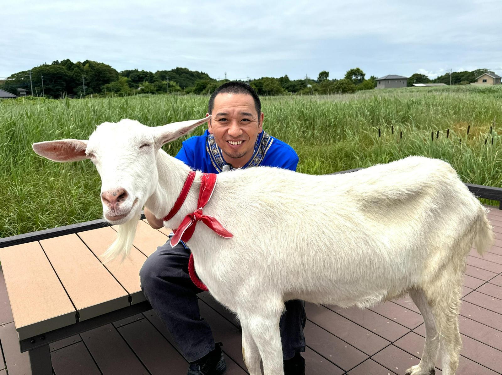 ヤギが主役の旅番組「ヤギと大悟」が、7月15日(月)午後1時55分に帰ってきます！ゲストは相武紗季＆北山宏光！お久しぶりの雑草旅！果たしてヤギは町をキレイにしてお腹一杯になることが出来るのか！？
