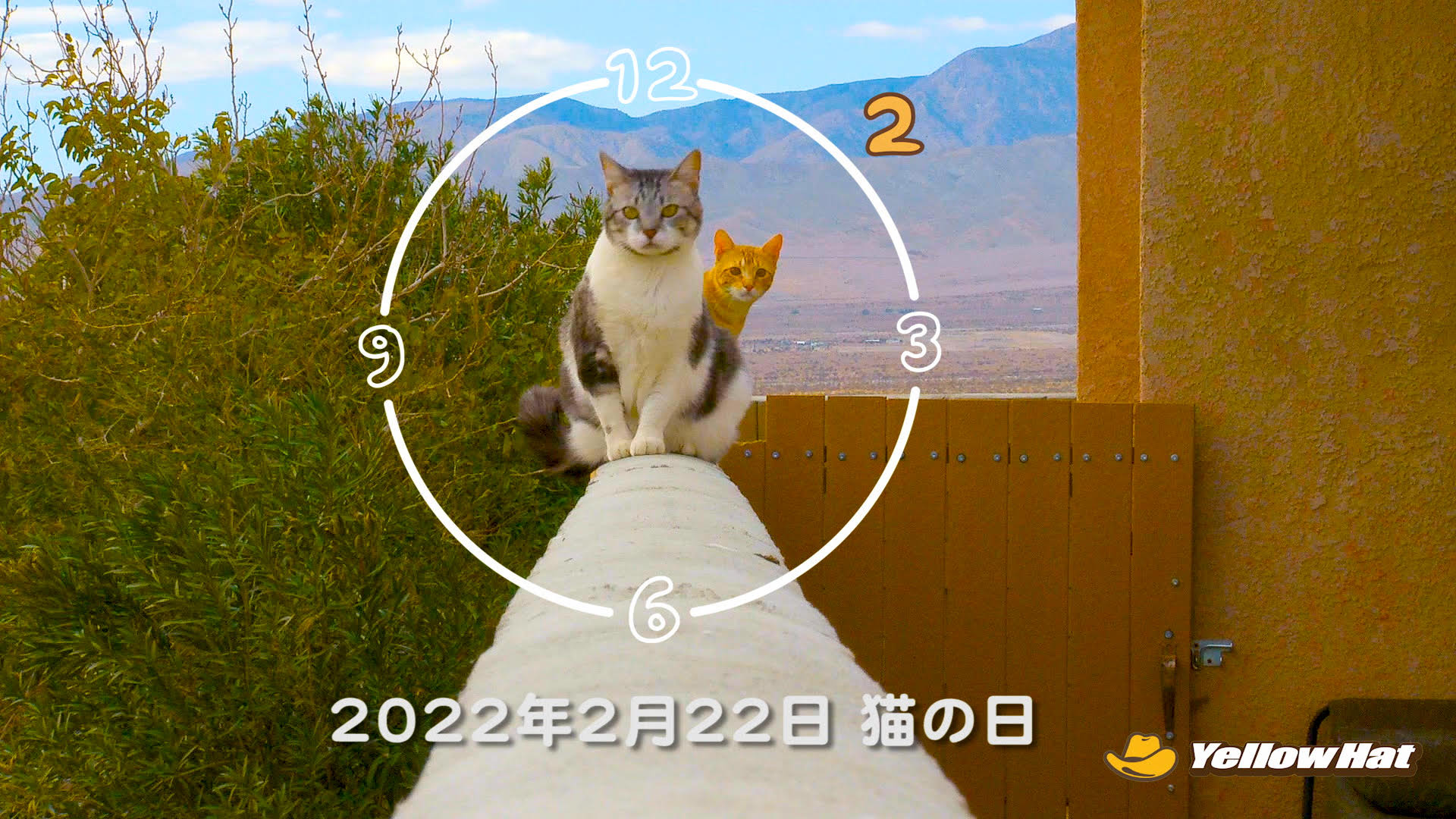 猫時報