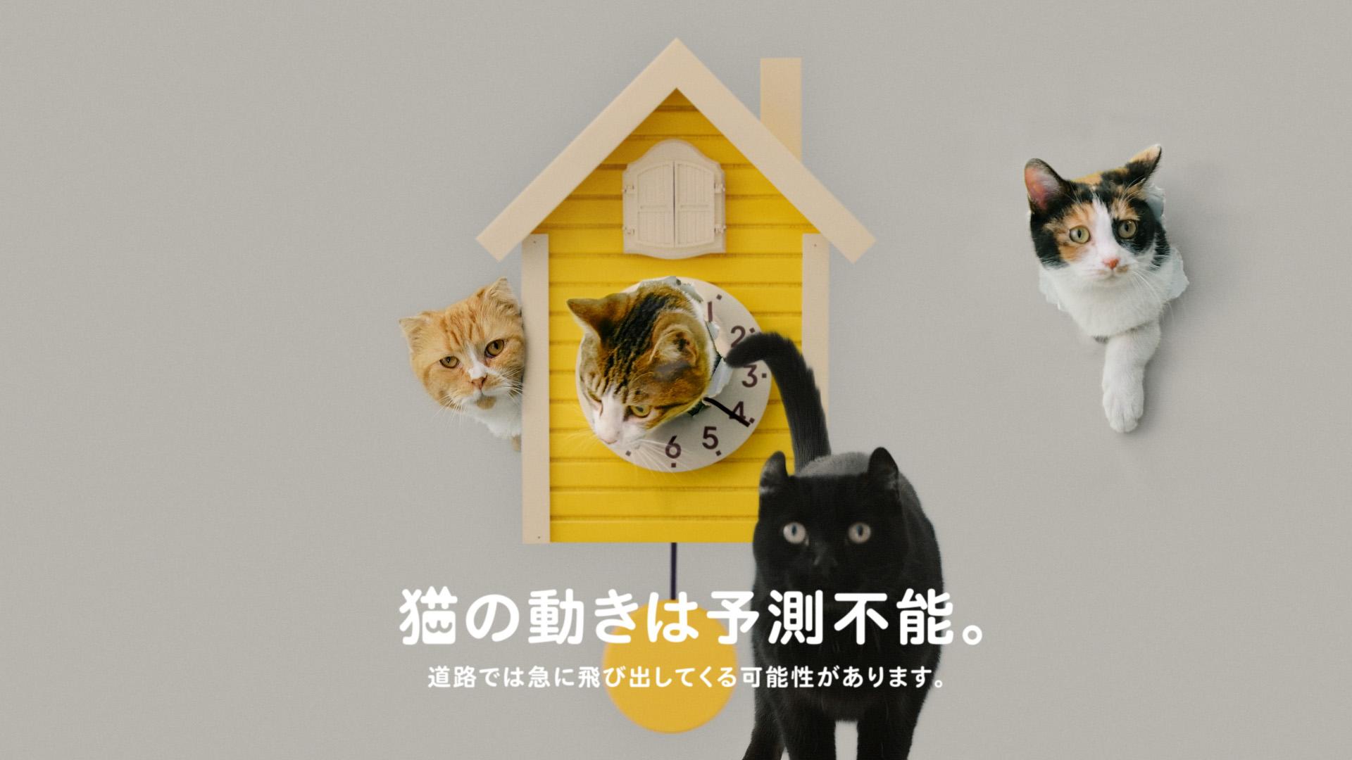 猫時報